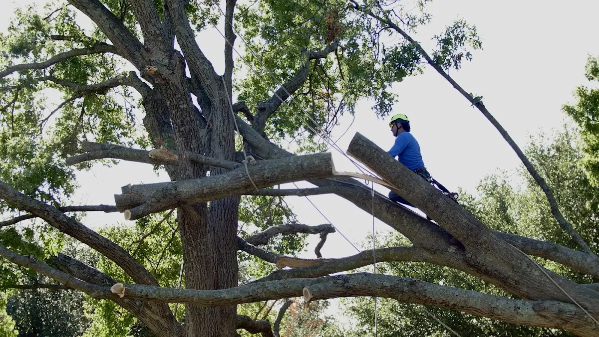 Professional Crown Thinning performed by certified arborists in Dunkirk